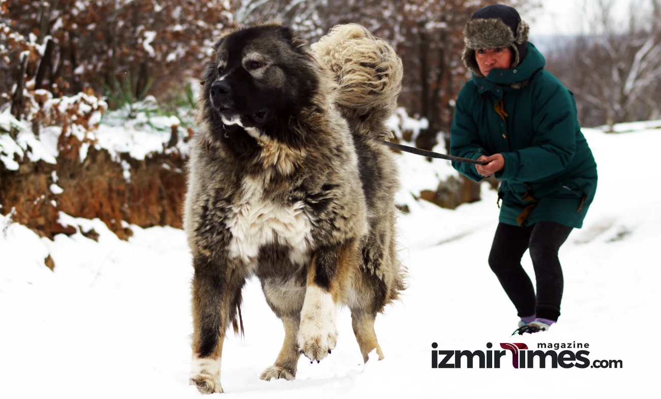 turkish kars dog
