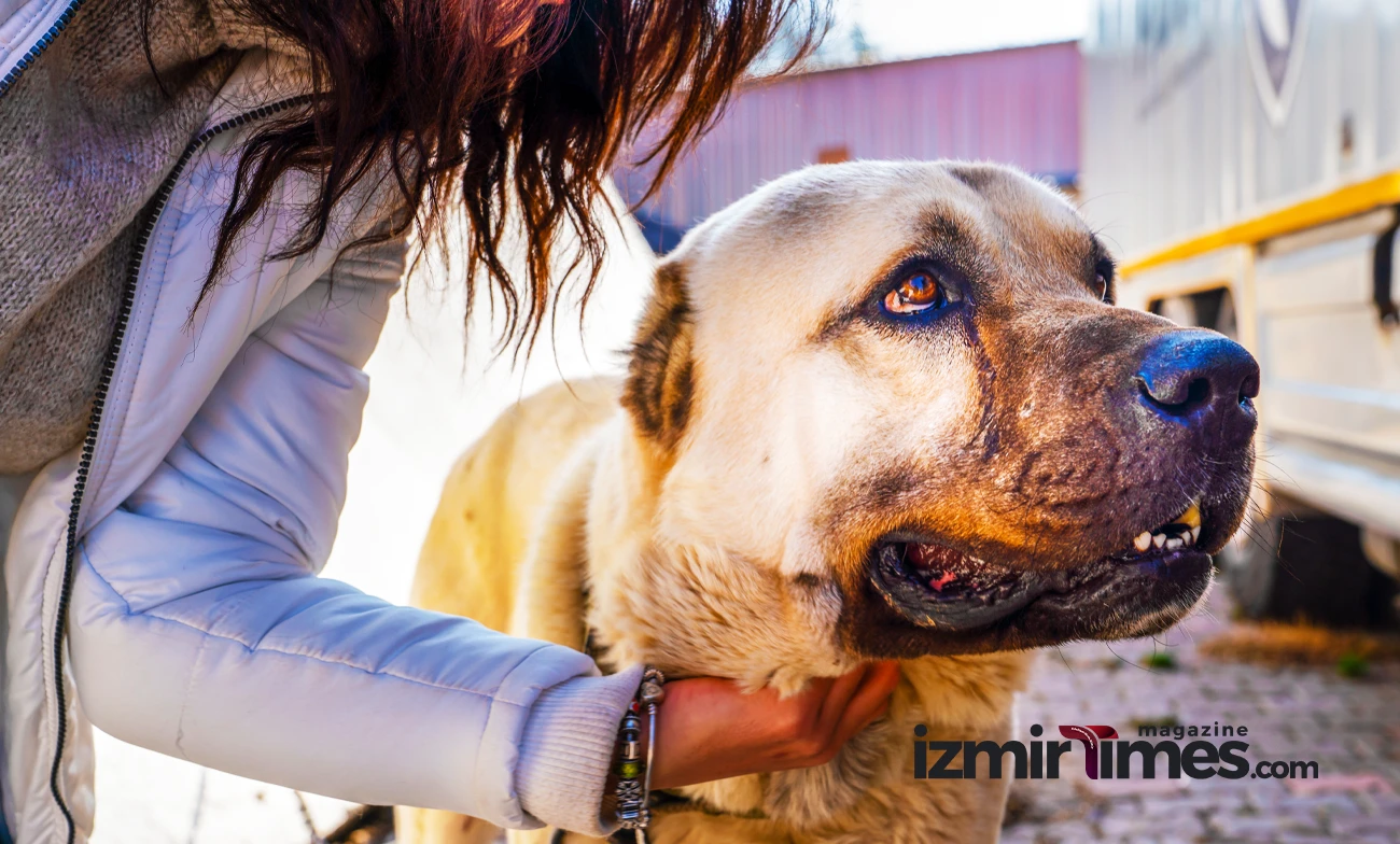 Anatolian Shepherd Dog