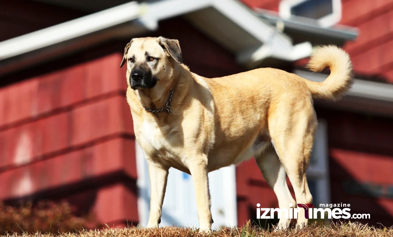 Turkish Kangal Shepherd Dog