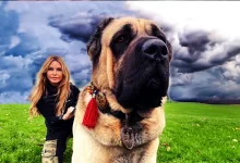 Turkish Kangal Dog