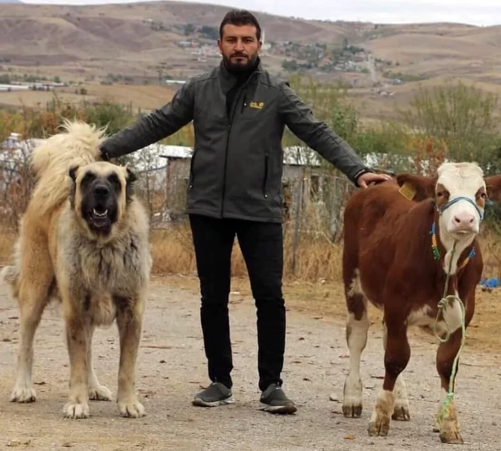 giant Turkish Kangal dog